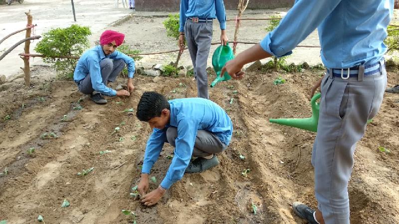 Transplanting of cauliflower Nursery 